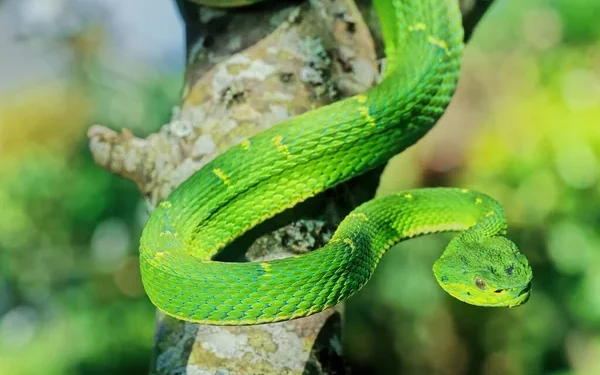 Les serpents, sentinelles invisibles de l’équilibre de nos forêts