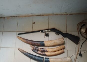 Trafic d’ivoire : à Kango, interpellation de trois personnes avec quatre pointes d’ivoires et deux armes de chasse
