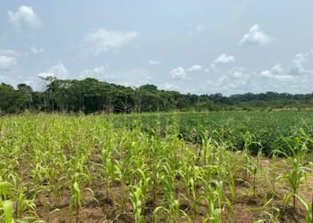 Résilience des agricultures familiales face à l’expansion des plantations agro-industrielles   