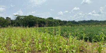 Résilience des agricultures familiales face à l’expansion des plantations agro-industrielles   