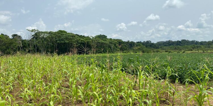 Résilience des agricultures familiales face à l’expansion des plantations agro-industrielles   