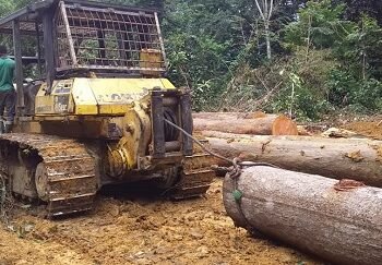 La croissance par la coupe : quand la rentabilité menace la durabilité des forêts gabonaises
