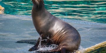 Une otarie migratrice aperçue à Loango : un visiteur inattendu sur les côtes gabonaises