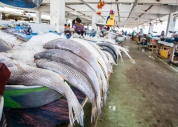 Au Gabon, trois ports de pêche pour structurer le secteur de la pêche