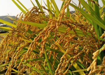 Riz local : le Gabon écrit sa propre histoire agricole
