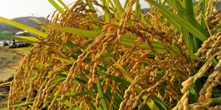 Riz local : le Gabon écrit sa propre histoire agricole