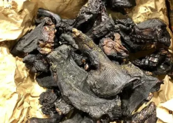 Trafic de viande de brousse : arrestations de Gabonais et Togolais à l’aéroport de Détroit