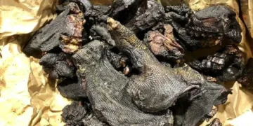 Trafic de viande de brousse : arrestations de Gabonais et Togolais à l’aéroport de Détroit