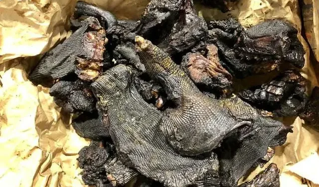 Trafic de viande de brousse : arrestations de Gabonais et Togolais à l’aéroport de Détroit