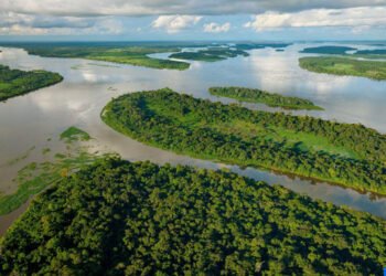 Bassin du Congo : un réservoir de contraste entre conservation et services écosystémiques