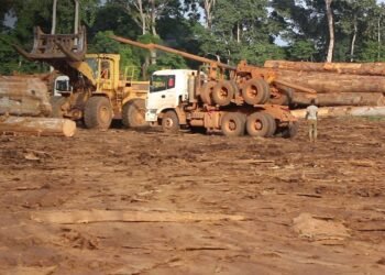 Filière Foret-Bois : le Gabon hôte en 2026 d’un Salon International dédié