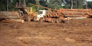 Filière Foret-Bois : le Gabon hôte en 2026 d’un Salon International dédié