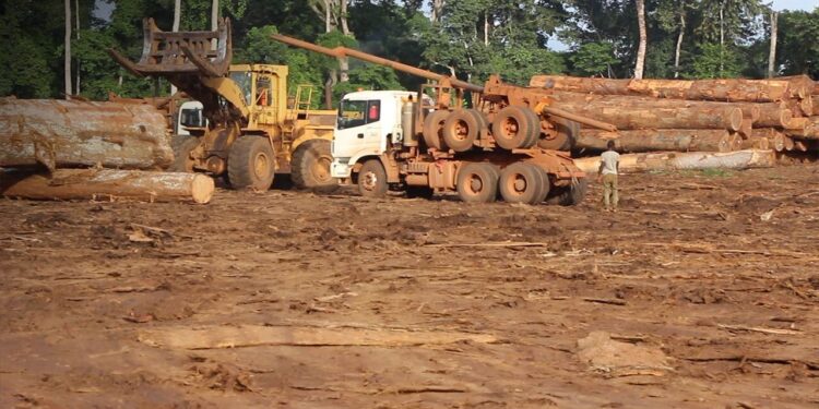 Filière Foret-Bois : le Gabon hôte en 2026 d’un Salon International dédié
