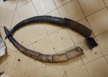 Trafic d’ivoire : trois personnes dans les mailles du filet de la PJ de Franceville