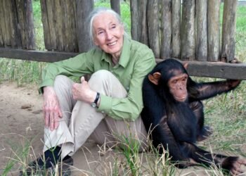 Nécrologie : décès de Jane Goodall, la célèbre primatologue