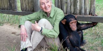 Nécrologie : décès de Jane Goodall, la célèbre primatologue