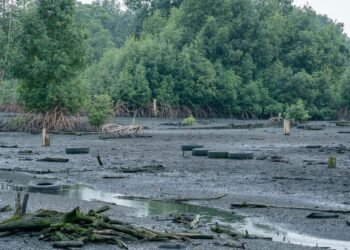 Zones humides : le Gabon autorise la ratification d&rsquo;un accord international sur la préservation des mangroves