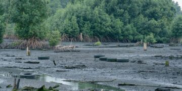 Zones humides : le Gabon autorise la ratification d’un accord international sur la préservation des mangroves