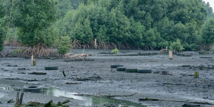 Zones humides : le Gabon autorise la ratification d’un accord international sur la préservation des mangroves