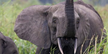 Mitzic/CHF : Janvier Nguema, tombé sous les défenses d’un éléphant