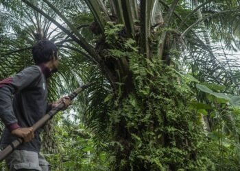 Hévéa culture et palmier à huile : le Gabon veut réitérer l’expérience