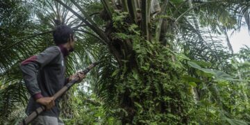 Hévéa culture et palmier à huile : le Gabon veut réitérer l’expérience