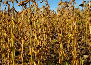 Maïs, Soja, Oignon, Pomme de terre…, des investisseurs marocains sollicitent 2000 hectares de terre