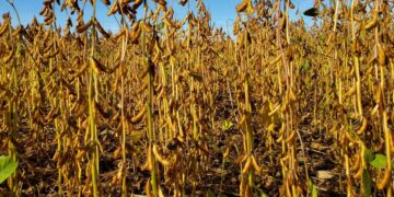 Maïs, Soja, Oignon, Pomme de terre…, des investisseurs marocains sollicitent 2000 hectares de terre