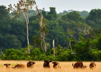 La bioacoustique, un indicateur de la santé des forêts