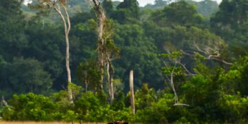 La bioacoustique, un indicateur de la santé des forêts
