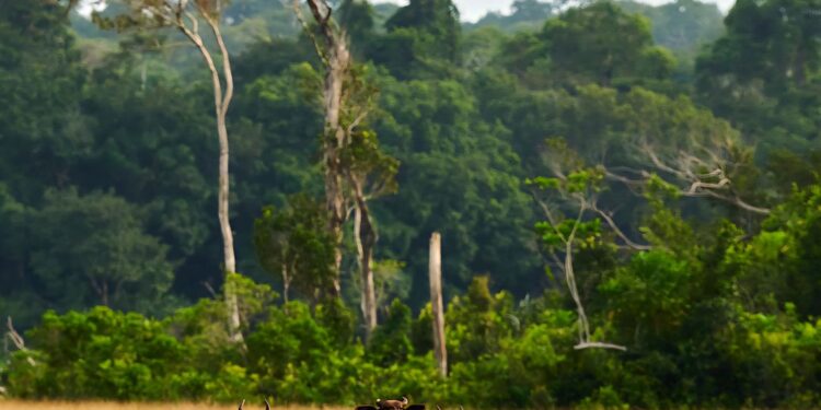La bioacoustique, un indicateur de la santé des forêts