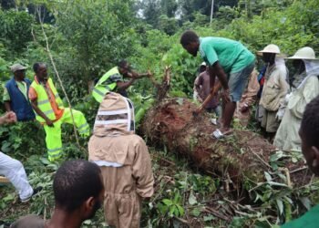Lutte contre la criminalité environnementale transnationale : bilan positif pour l’association ACOSAH