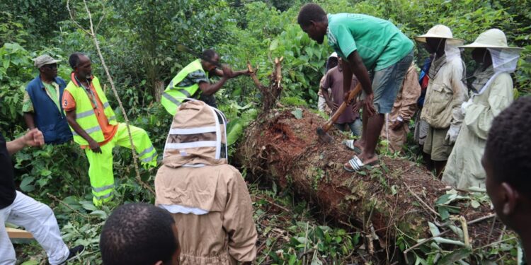 Lutte contre la criminalité environnementale transnationale : bilan positif pour l’association ACOSAH