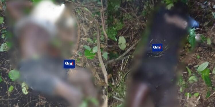 Conflit homme-faune : résurgence du problème à Bonne-Terre, à Etimboué