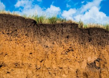 COP30 : les sols, fondation oubliée mais essentielle des engagements climatiques