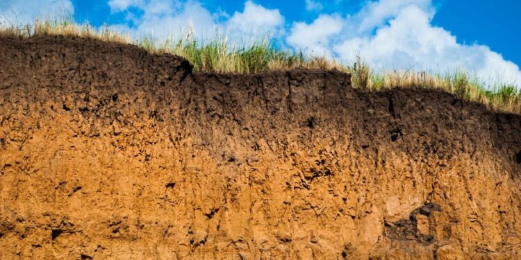 COP30 : les sols, fondation oubliée mais essentielle des engagements climatiques