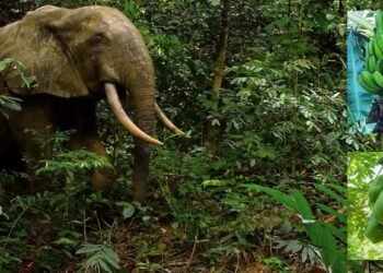 CHF : banane et papaye, aliments préférés des éléphants dans les villages