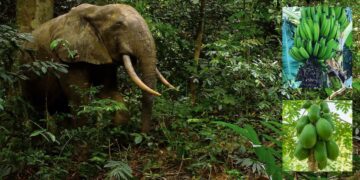 CHF : banane et papaye, aliments préférés des éléphants dans les villages