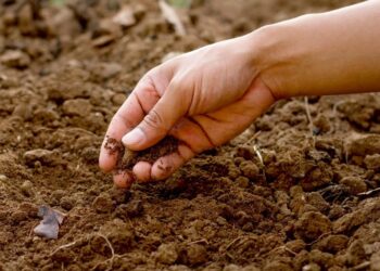 Conservation : les journalistes membres du REMAPSEN édifiés sur le rôle stratégique des sols