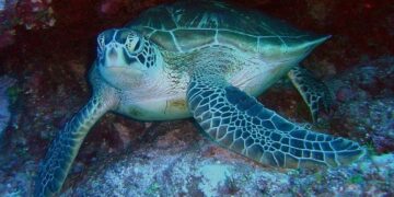 Au Gabon, une cagnotte pour sauver une tortue verte