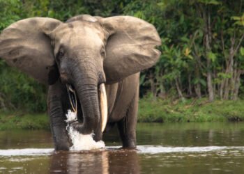 Conservation : augmentation de 16%, de la population d&rsquo;éléphant des forêts africain 