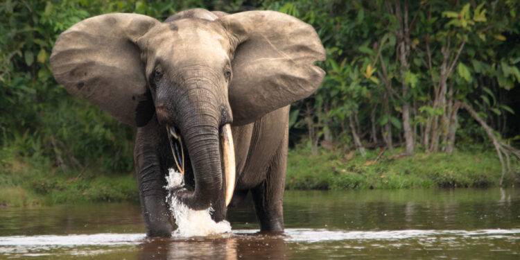 Conservation : augmentation de 16%, de la population d&rsquo;éléphant des forêts africain 
