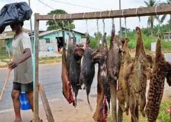 Viande de brousse : quand les fêtes mettent une pression sur la faune