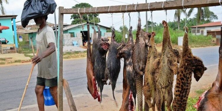 Viande de brousse : quand les fêtes mettent une pression sur la faune
