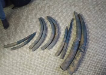 Trafic d’ivoire : trois indélicats dans les mailles de la PJ à Franceville
