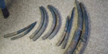 Trafic d’ivoire : trois indélicats dans les mailles de la PJ à Franceville