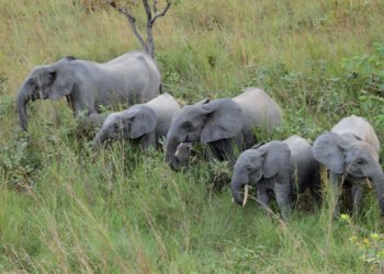 Éléphant de forêts : le Gabon héberge 66% de la population mondiale