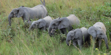 Éléphant de forêts : le Gabon héberge 66% de la population mondiale