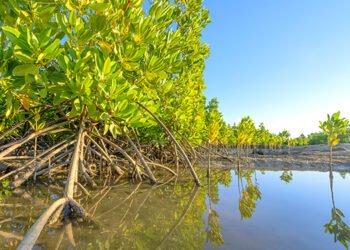 Estuaire : Libreville, sanctuaire des mangroves du Gabon