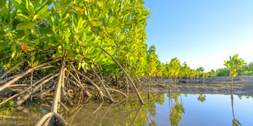 Estuaire : Libreville, sanctuaire des mangroves du Gabon